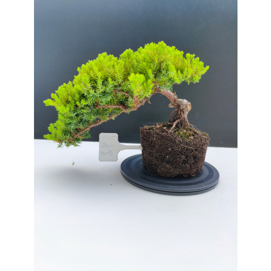 Żywe Drzewko Bonsai Jałowiec Rozesłany Procumbens 11-letni +GRATIS 472