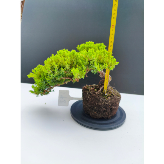 Żywe Drzewko Bonsai Jałowiec Rozesłany Procumbens 11-letni +GRATIS 472