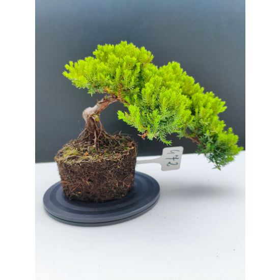 Żywe Drzewko Bonsai Jałowiec Rozesłany Procumbens 11-letni +GRATIS 472