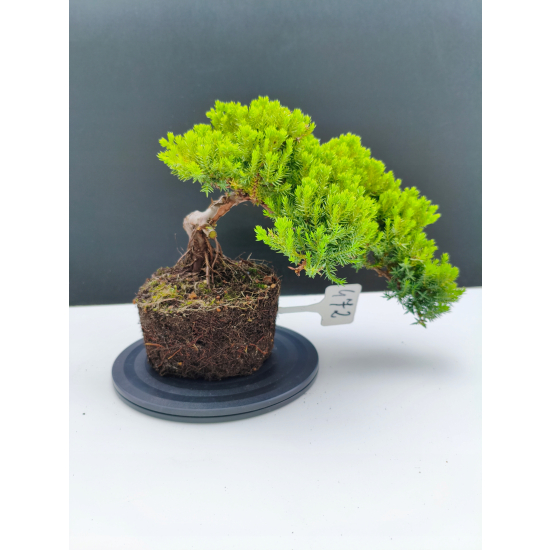 Żywe Drzewko Bonsai Jałowiec Rozesłany Procumbens 11-letni +GRATIS 472