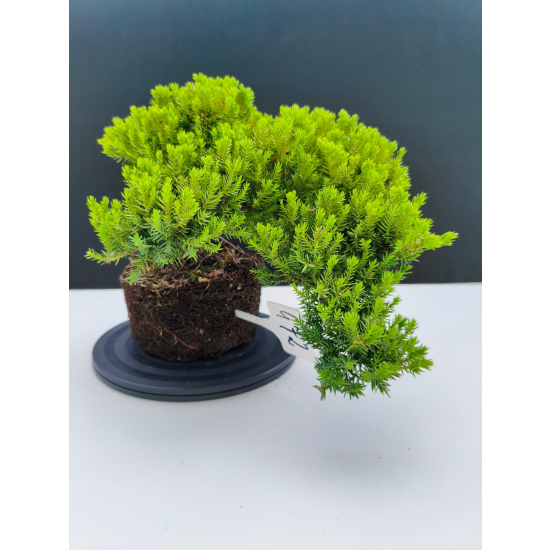 Żywe Drzewko Bonsai Jałowiec Rozesłany Procumbens 11-letni +GRATIS 472