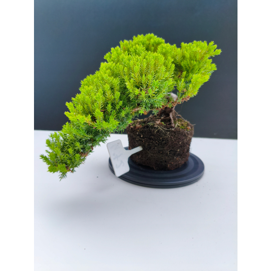 Żywe Drzewko Bonsai Jałowiec Rozesłany Procumbens 11-letni +GRATIS 472