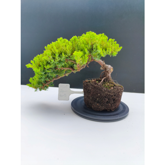 Żywe Drzewko Bonsai Jałowiec Rozesłany Procumbens 11-letni +GRATIS 472