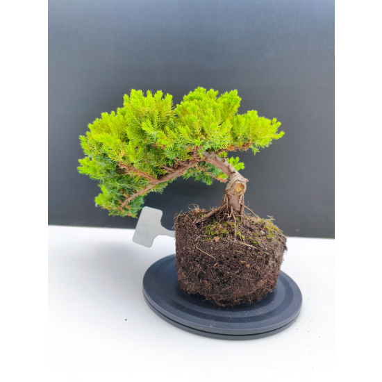 Żywe Drzewko Bonsai Jałowiec Rozesłany Procumbens 11-letni +GRATIS 472
