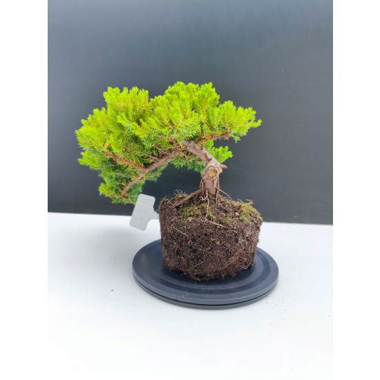 Żywe Drzewko Bonsai Jałowiec Rozesłany Procumbens 11-letni +GRATIS 472