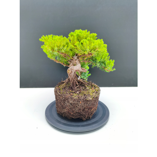 Żywe Drzewko Bonsai Jałowiec Rozesłany Procumbens 11-letni +GRATIS 472