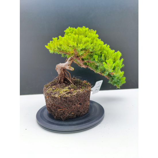Żywe Drzewko Bonsai Jałowiec Rozesłany Procumbens 11-letni +GRATIS 472