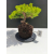 Żywe Drzewko Bonsai Jałowiec Rozesłany Procumbens 11-letni +GRATIS 510
