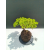 Żywe Drzewko Bonsai Jałowiec Rozesłany Procumbens 11-letni +GRATIS 510