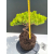 Żywe Drzewko Bonsai Jałowiec Rozesłany Procumbens 11-letni +GRATIS 510