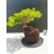 Żywe Drzewko Bonsai Jałowiec Rozesłany Procumbens 11-letni +GRATIS 510