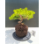 Żywe Drzewko Bonsai Jałowiec Rozesłany Procumbens 11-letni +GRATIS 510