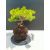 Żywe Drzewko Bonsai Jałowiec Rozesłany Procumbens 11-letni +GRATIS 510
