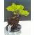 Żywe Drzewko Bonsai Jałowiec Rozesłany Procumbens 11-letni +GRATIS 510