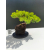 Żywe Drzewko Bonsai Jałowiec Rozesłany Procumbens 11-letni +GRATIS 510