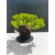 Żywe Drzewko Bonsai Jałowiec Rozesłany Procumbens 11-letni +GRATIS 510
