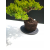 Żywe Drzewko Bonsai Jałowiec Rozesłany Procumbens 11-letni +GRATIS 510