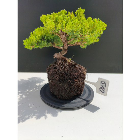 Żywe Drzewko Bonsai Jałowiec Rozesłany Procumbens 11-letni +GRATIS 510