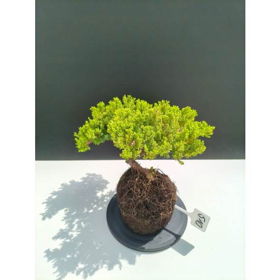 Żywe Drzewko Bonsai Jałowiec Rozesłany Procumbens 11-letni +GRATIS 510