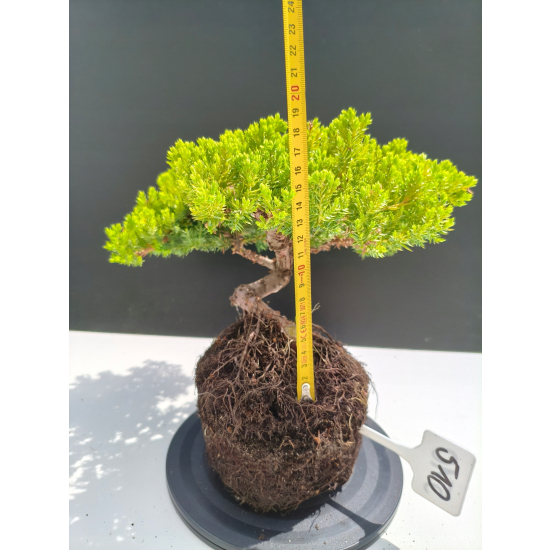 Żywe Drzewko Bonsai Jałowiec Rozesłany Procumbens 11-letni +GRATIS 510