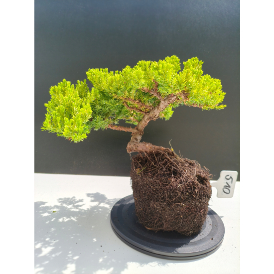 Żywe Drzewko Bonsai Jałowiec Rozesłany Procumbens 11-letni +GRATIS 510