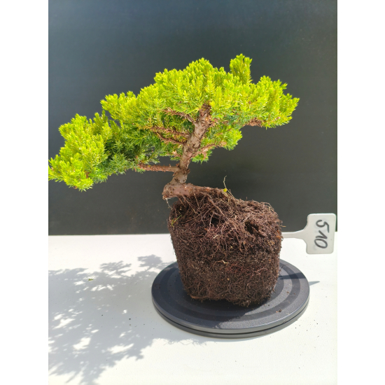 Żywe Drzewko Bonsai Jałowiec Rozesłany Procumbens 11-letni +GRATIS 510