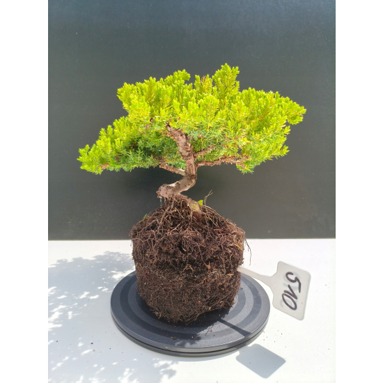 Żywe Drzewko Bonsai Jałowiec Rozesłany Procumbens 11-letni +GRATIS 510