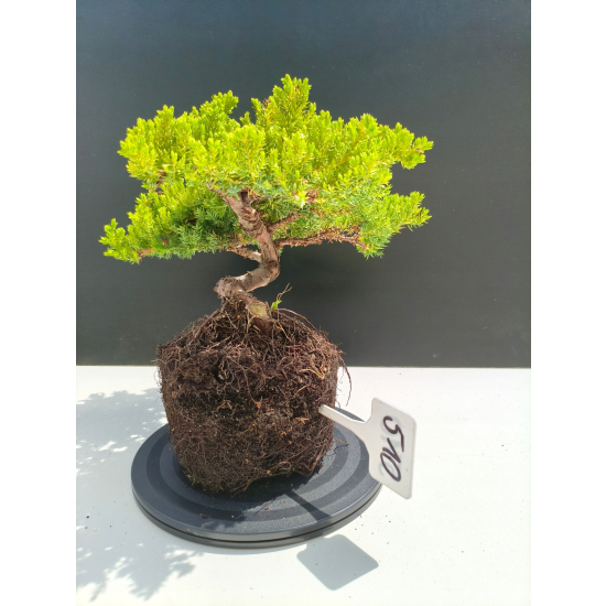 Żywe Drzewko Bonsai Jałowiec Rozesłany Procumbens 11-letni +GRATIS 510