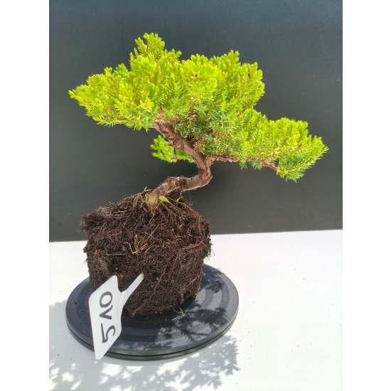Żywe Drzewko Bonsai Jałowiec Rozesłany Procumbens 11-letni +GRATIS 510