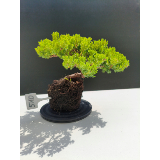 Żywe Drzewko Bonsai Jałowiec Rozesłany Procumbens 11-letni +GRATIS 510