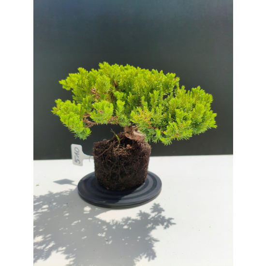 Żywe Drzewko Bonsai Jałowiec Rozesłany Procumbens 11-letni +GRATIS 510