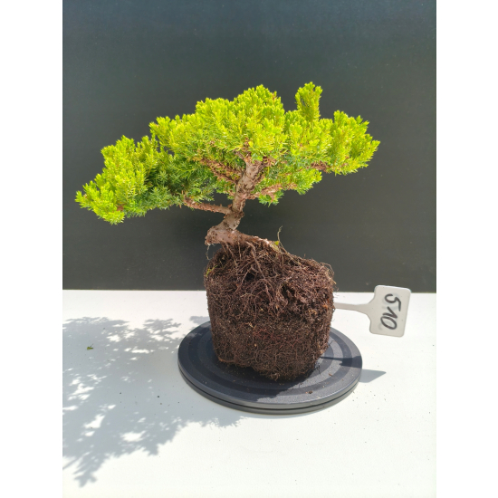 Żywe Drzewko Bonsai Jałowiec Rozesłany Procumbens 11-letni +GRATIS 510