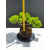 Żywe Drzewko Bonsai Jałowiec Rozesłany Procumbens 11-letni +GRATIS 482