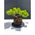 Żywe Drzewko Bonsai Jałowiec Rozesłany Procumbens 11-letni +GRATIS 482