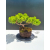 Żywe Drzewko Bonsai Jałowiec Rozesłany Procumbens 11-letni +GRATIS 482