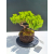 Żywe Drzewko Bonsai Jałowiec Rozesłany Procumbens 11-letni +GRATIS 482