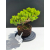 Żywe Drzewko Bonsai Jałowiec Rozesłany Procumbens 11-letni +GRATIS 482