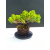 Żywe Drzewko Bonsai Jałowiec Rozesłany Procumbens 11-letni +GRATIS 482