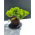 Żywe Drzewko Bonsai Jałowiec Rozesłany Procumbens 11-letni +GRATIS 482