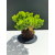Żywe Drzewko Bonsai Jałowiec Rozesłany Procumbens 11-letni +GRATIS 482