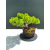 Żywe Drzewko Bonsai Jałowiec Rozesłany Procumbens 11-letni +GRATIS 482