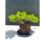 Żywe Drzewko Bonsai Jałowiec Rozesłany Procumbens 11-letni +GRATIS 482