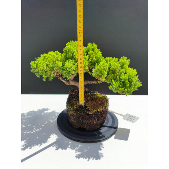 Żywe Drzewko Bonsai Jałowiec Rozesłany Procumbens 11-letni +GRATIS 482