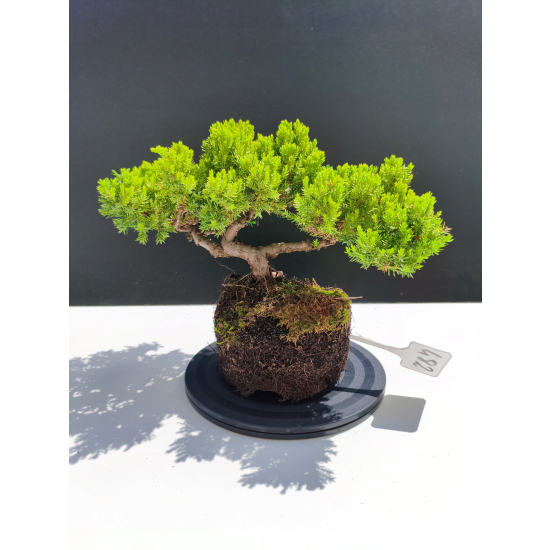 Żywe Drzewko Bonsai Jałowiec Rozesłany Procumbens 11-letni +GRATIS 482