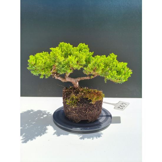 Żywe Drzewko Bonsai Jałowiec Rozesłany Procumbens 11-letni +GRATIS 482
