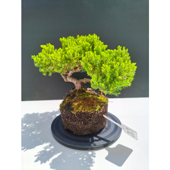 Żywe Drzewko Bonsai Jałowiec Rozesłany Procumbens 11-letni +GRATIS 482