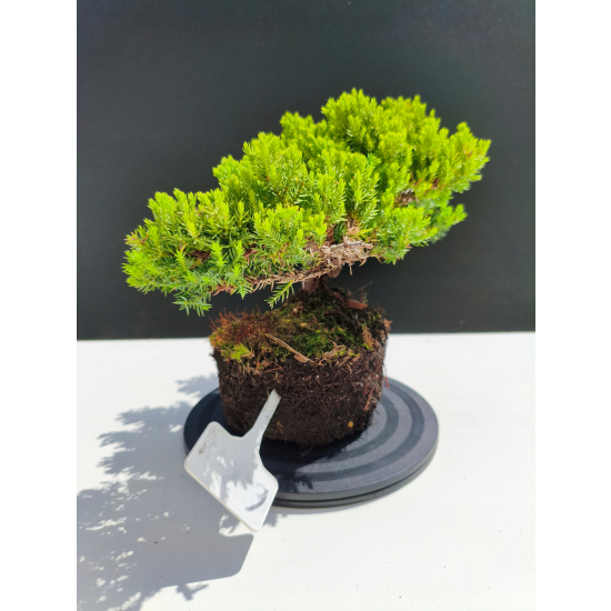 Żywe Drzewko Bonsai Jałowiec Rozesłany Procumbens 11-letni +GRATIS 482