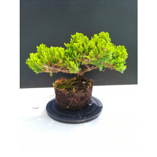 Żywe Drzewko Bonsai Jałowiec Rozesłany Procumbens 11-letni +GRATIS 482