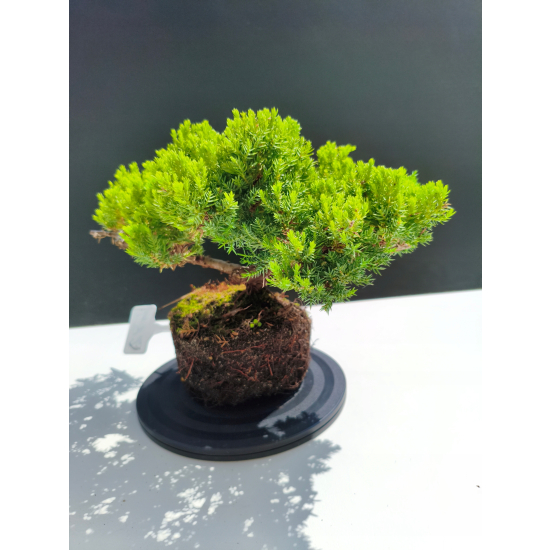 Żywe Drzewko Bonsai Jałowiec Rozesłany Procumbens 11-letni +GRATIS 482