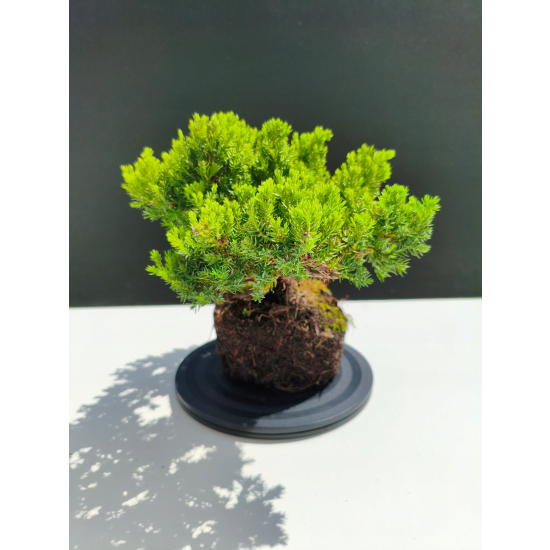 Żywe Drzewko Bonsai Jałowiec Rozesłany Procumbens 11-letni +GRATIS 482